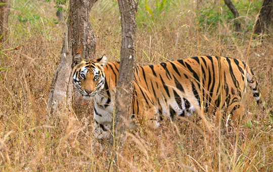 Koyna Wildlife Sanctuary